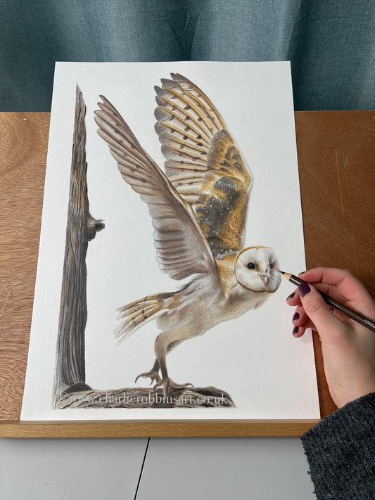 Barn Owl - Limited Edition Fine Art Print
