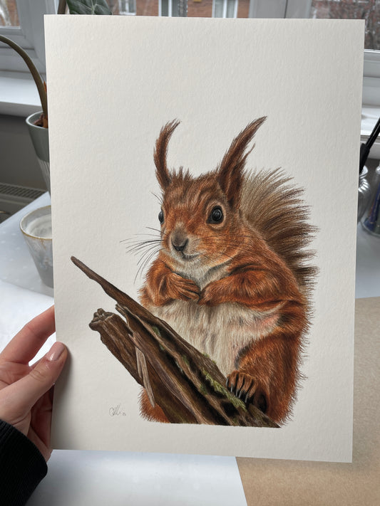 Red Squirrel Fine Art Print