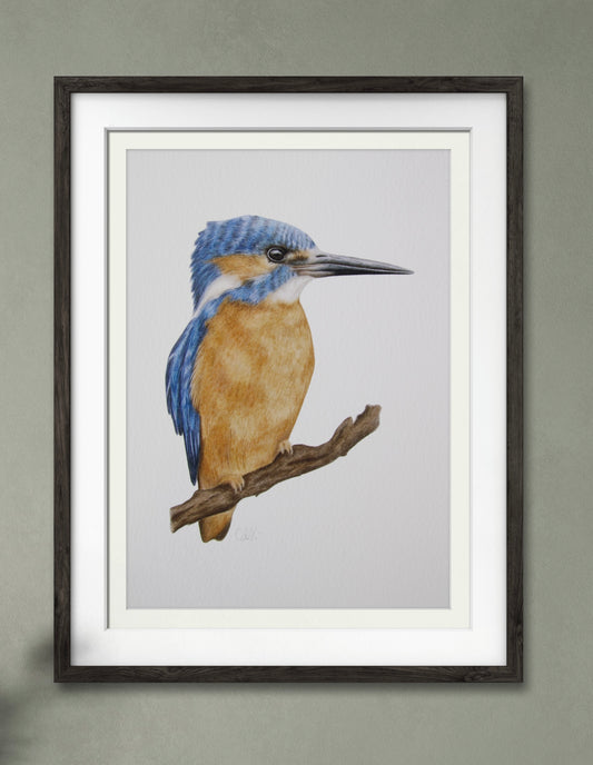 Kingfisher - Fine Art Print